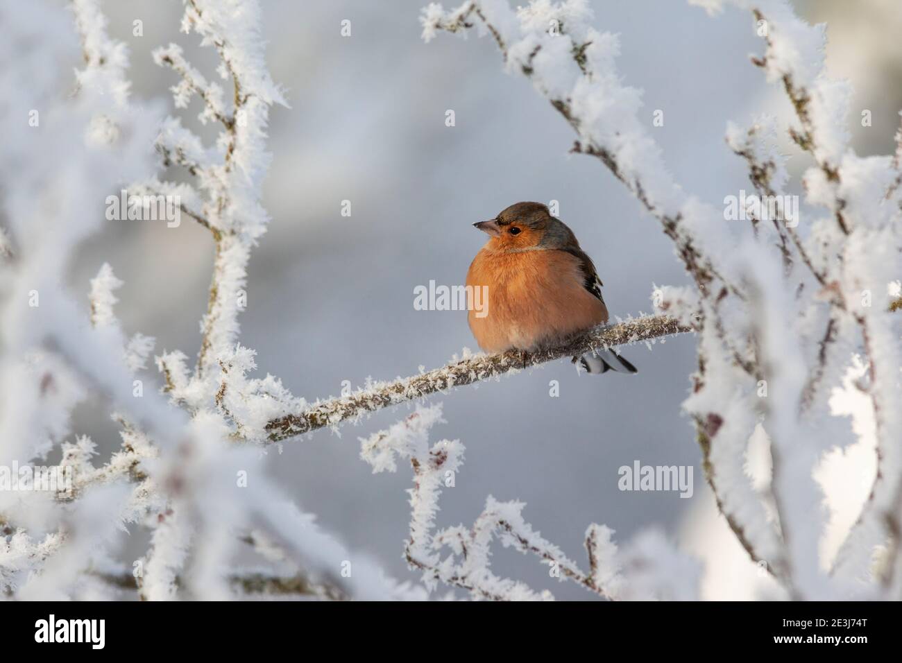 Chaffinch (Fringilla coelebs) nella neve, Northumberland National Park, Regno Unito Foto Stock
