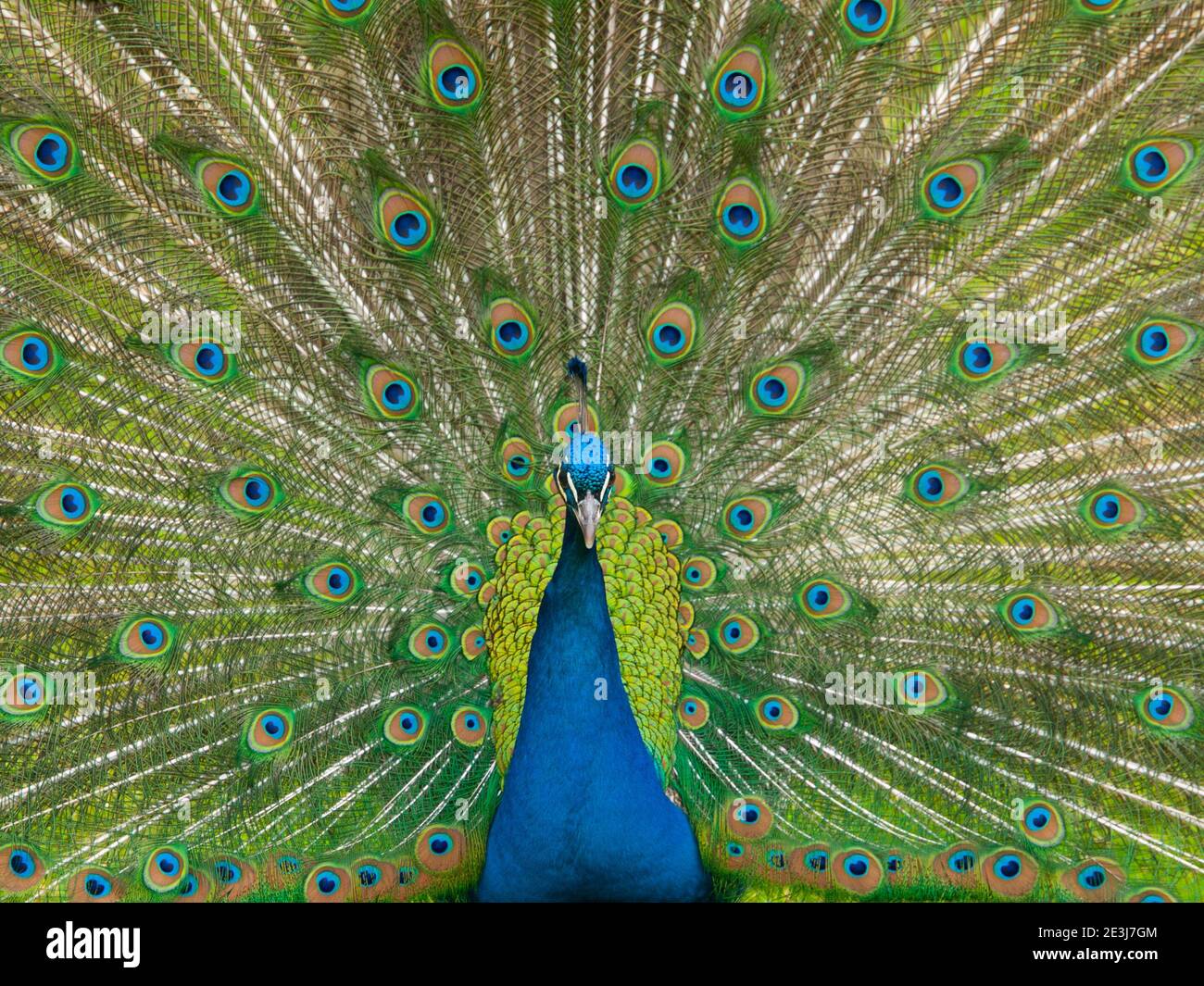 Ritratto di bello pavone con piume colorate si è scolorito fuori Foto Stock