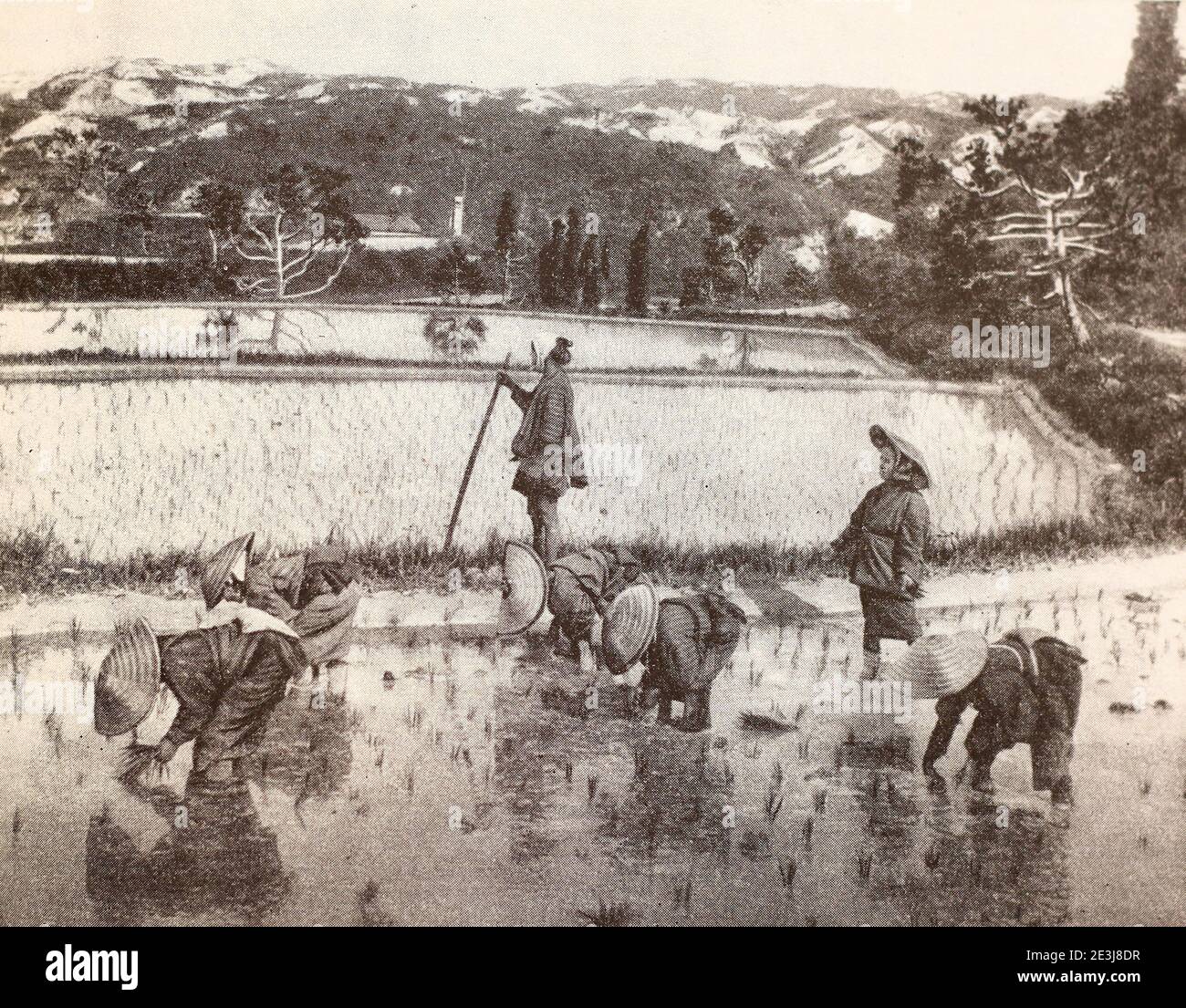 Piantando riso in Cina in 1888. Foto Stock