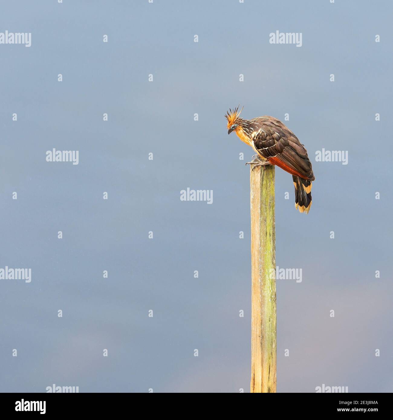 Hoatzin o uccello tacchino stinky (Ophistocomus hoazin), foresta pluviale amazzonica, Parco Nazionale di Yasuni, Ecuador. Foto Stock