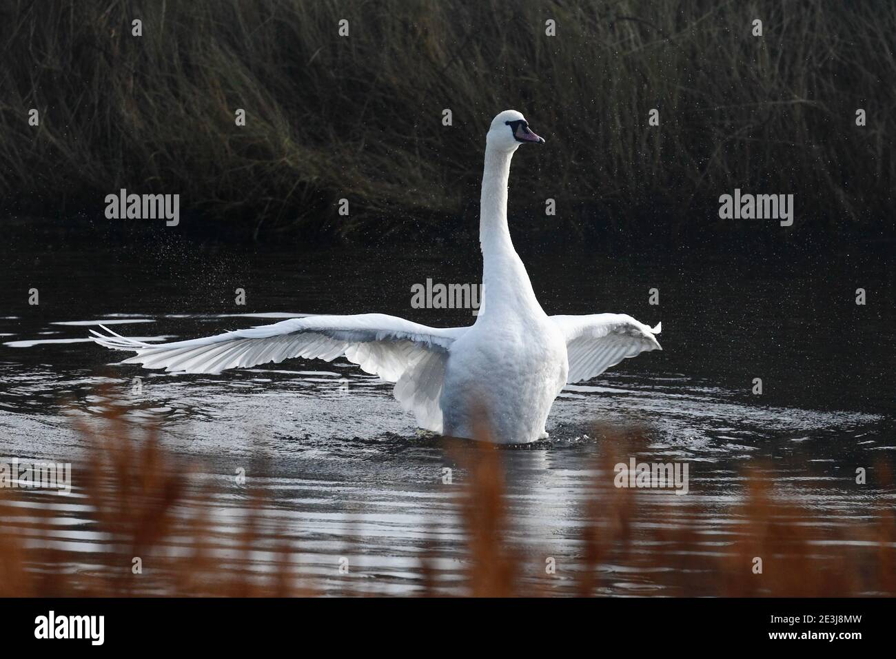 Mute Swan Cygnus olor sull'acqua che si allunga e che flaping le sue ali. Foto Stock