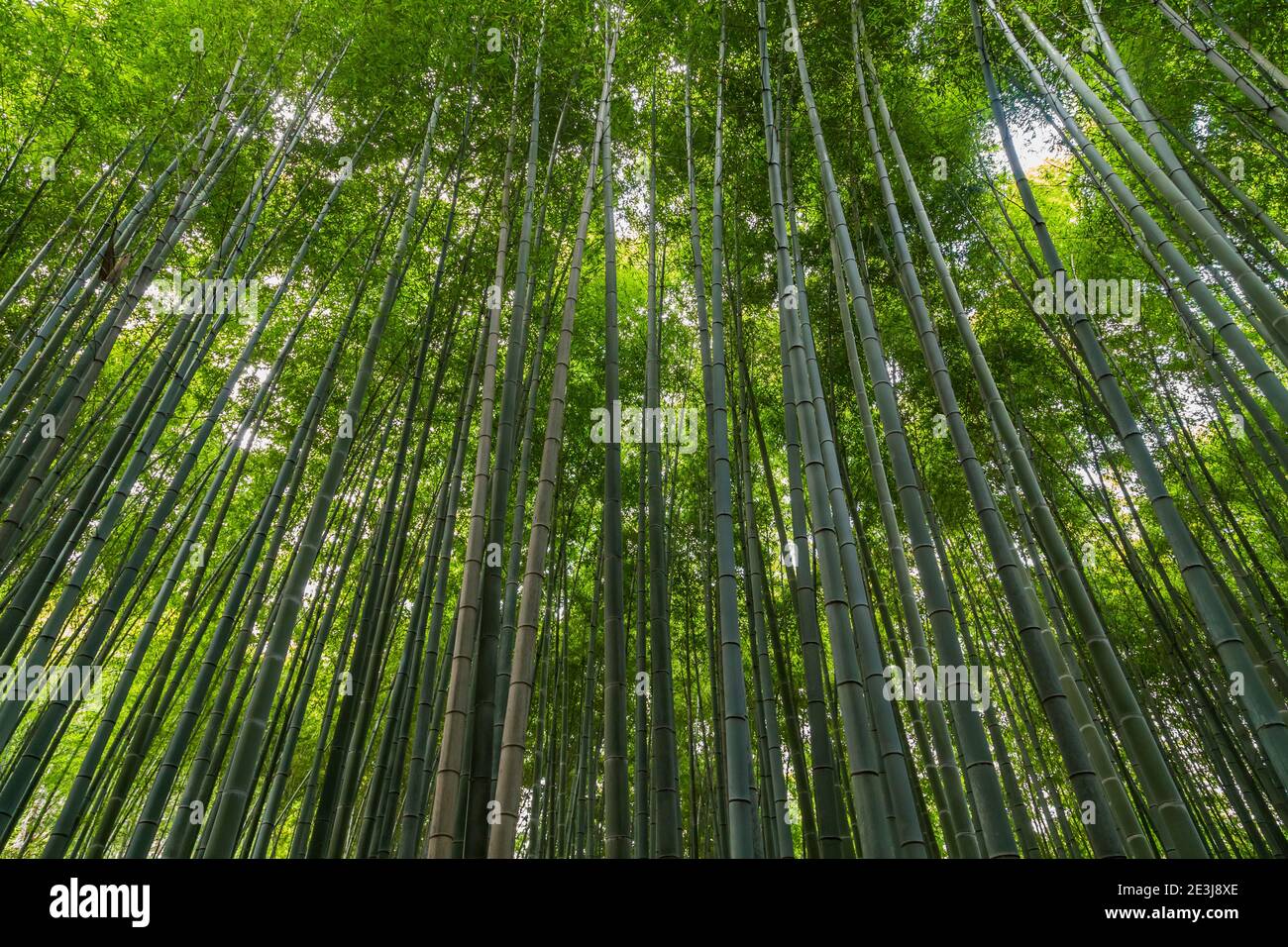 Arashiyama Bamboo Grove o Sagano Bamboo Forest, è una foresta naturale ...