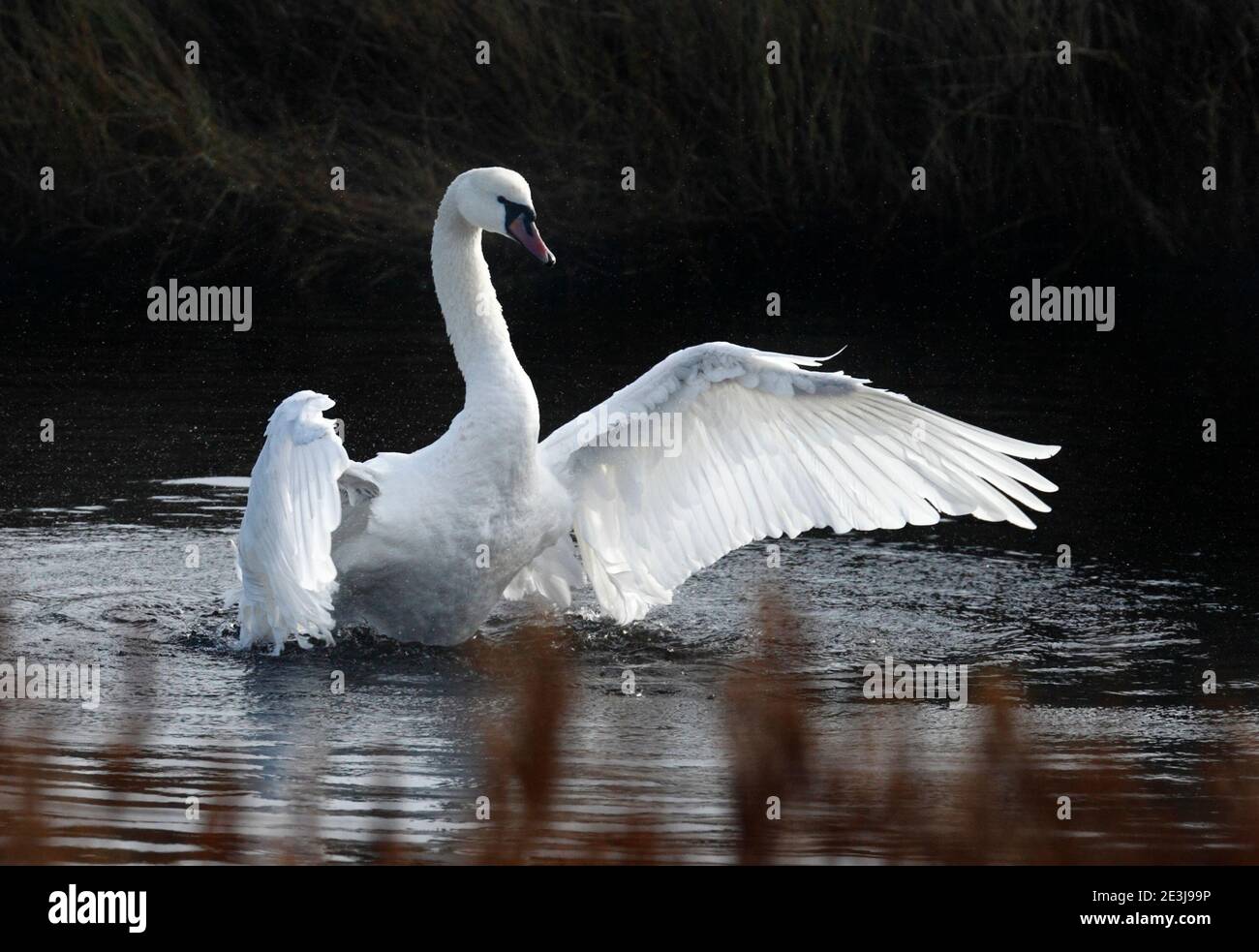 Mute Swan Cygnus olor sull'acqua che si allunga e che flaping le sue ali. Foto Stock