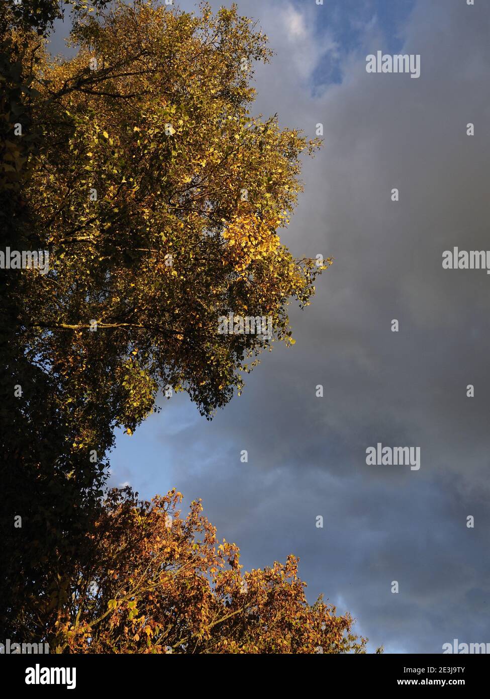 alberi illuminati dal sole evidenziati contro un cielo nuvoloso scuro Foto Stock