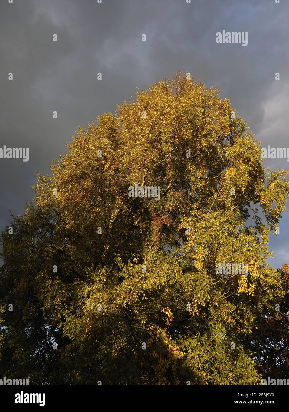 alberi illuminati dal sole evidenziati contro un cielo nuvoloso scuro Foto Stock