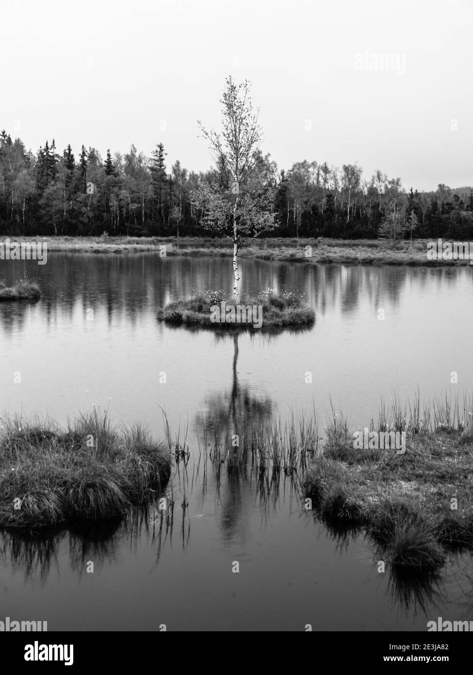 Serata al Lago di Chalupska Moor vicino a Borova Lada, Monti Sumava, Repubblica Ceca, Europa. Piccole isole con alberi in mezzo alla torba. Immagine in bianco e nero. Foto Stock