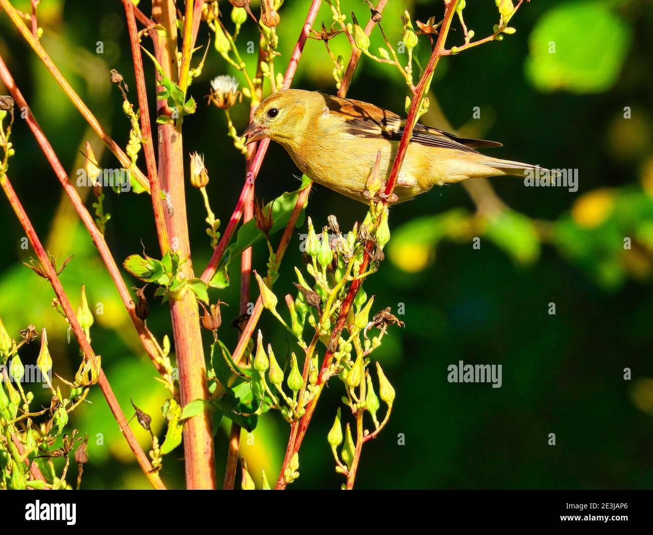 Uccello su goldenrod: Un uccello americano di goldfinch arroccato sul gambo di un fiore selvatico di goldenrod all'alba di mattina presto mangiare la colazione Foto Stock