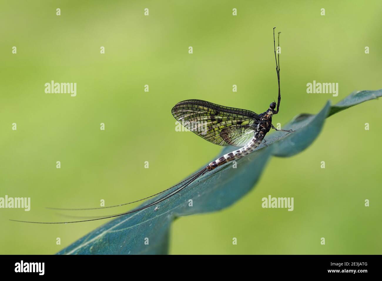 Ephemera danica mayfly arroccato su foglia di quercia. Tipperary, Irlanda Foto Stock