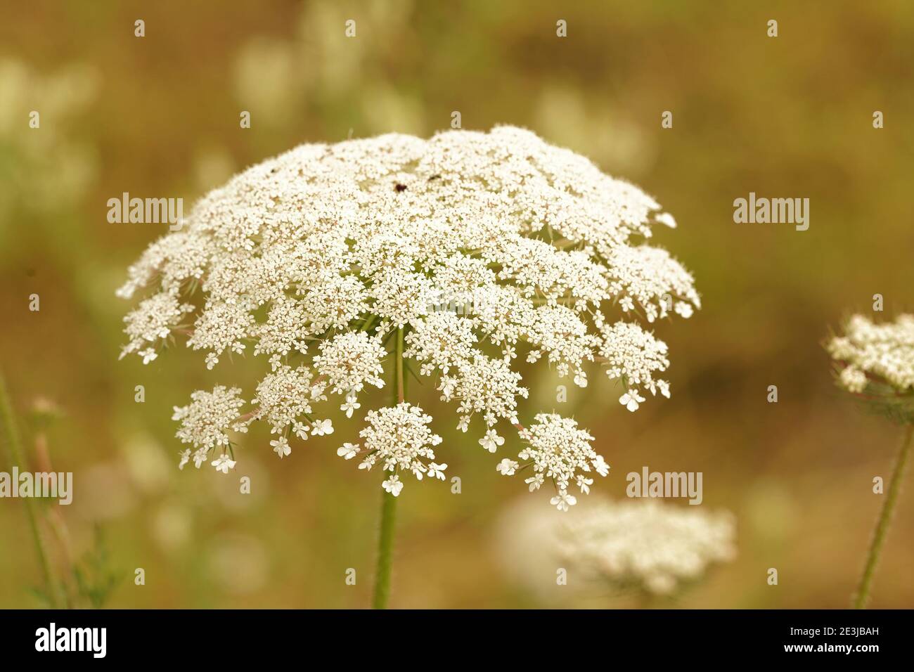 L'insetto amichevole fiore bianco di nido d'uccello, Daucus carota Foto Stock