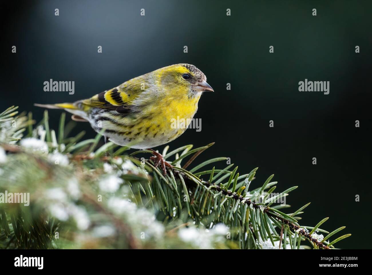 Siskin eurasiatico - Carduelis spinus, bellissimo uccello perching dalle foreste e dai giardini europei, Zlin, Repubblica Ceca. Foto Stock