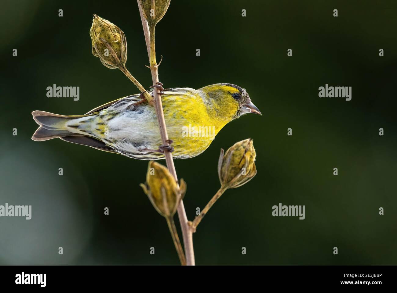 Siskin eurasiatico - Carduelis spinus, bellissimo uccello perching dalle foreste e dai giardini europei, Zlin, Repubblica Ceca. Foto Stock