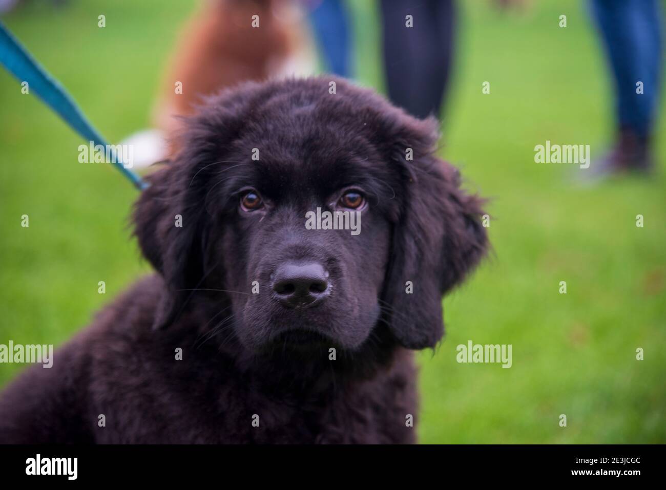 Terranova nero Puppy con un filo blu Foto Stock