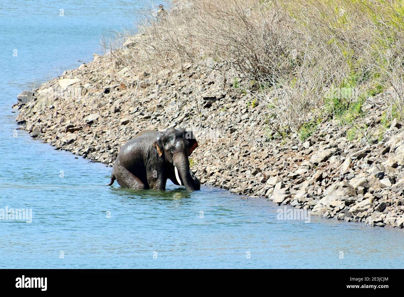 Bangalore. 19 gennaio 2021. Foto scattata il 19 gennaio 2021 mostra un elefante selvaggio che è stato salvato dopo che è stato intrappolato in una rete di pesca nel distretto di Mysore, stato di Karnataka, India. Credit: Sr/Xinhua/Alamy Live News Foto Stock