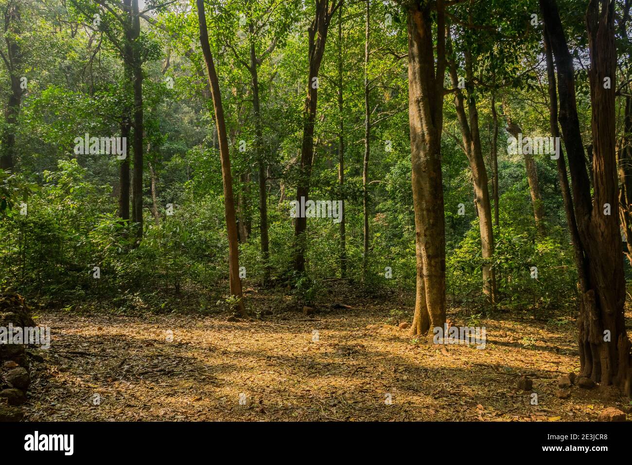 Vista panoramica della foresta verde e lussureggiante di Sahyadri in Kumta taluk di Uttara Kannada, Karnataka, India Foto Stock