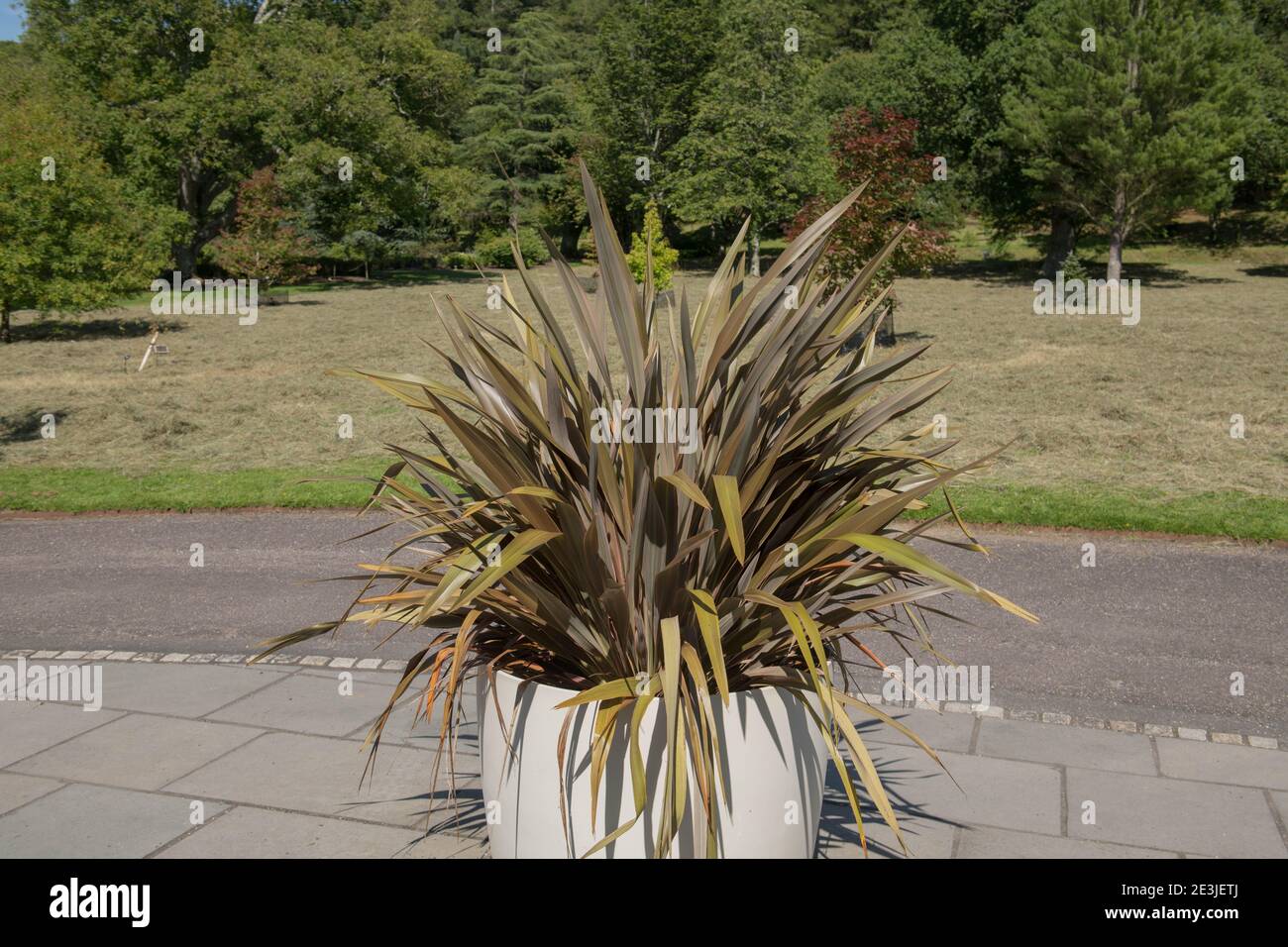 Estate Foliage di una pianta di Flax della Nuova Zelanda (Phormio 'Stripe Rosa') che cresce in un Pot di ceramica in un giardino di Cottage di campagna in Devon Rurale, Inghilterra, Regno Unito Foto Stock