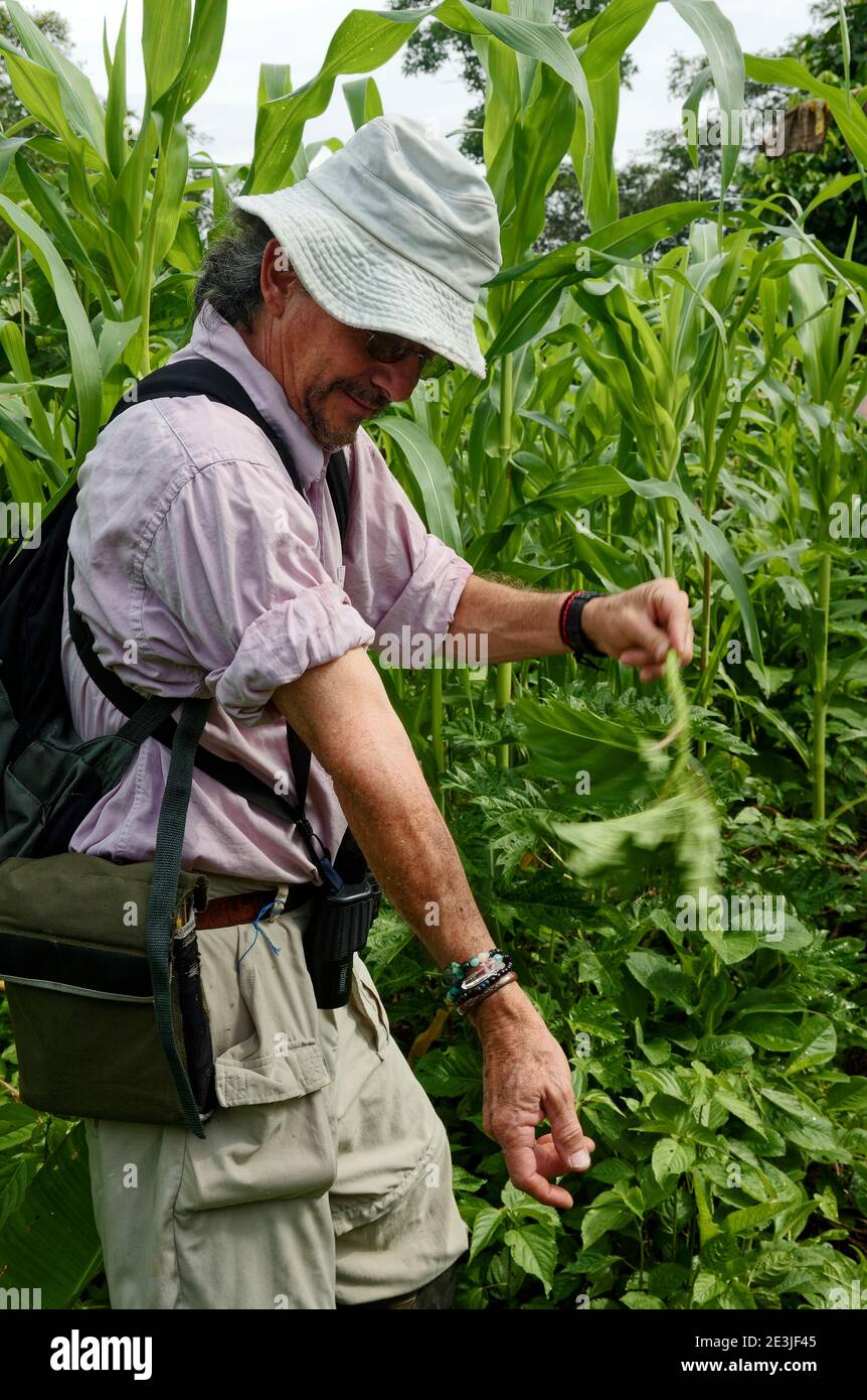 Uomo spazzolando foglie di pianta sulla pelle, repel insetti, antidoto  naturale, movimento delle mani, Sud America, Amazon Tropical Rainforest,  Ecuador, MR Foto stock - Alamy