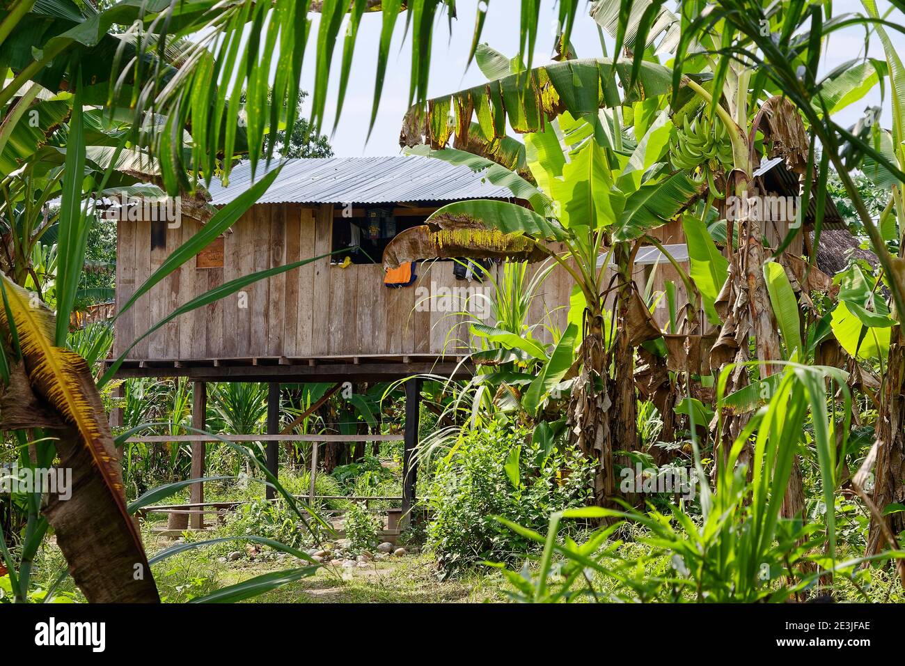 Casa di Shaman, legno, elevato, tetto di stagno corrugato, giungla, America del Sud, Foresta pluviale tropicale amazzonica, Ecuador, PR Foto Stock