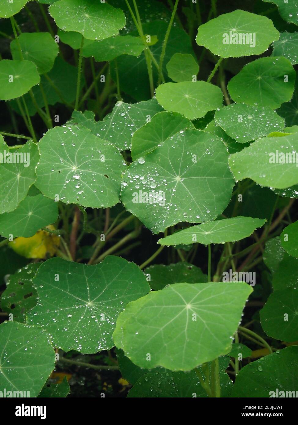 Primo piano di piante e foglie di Nasturzio in un giardino Foto Stock