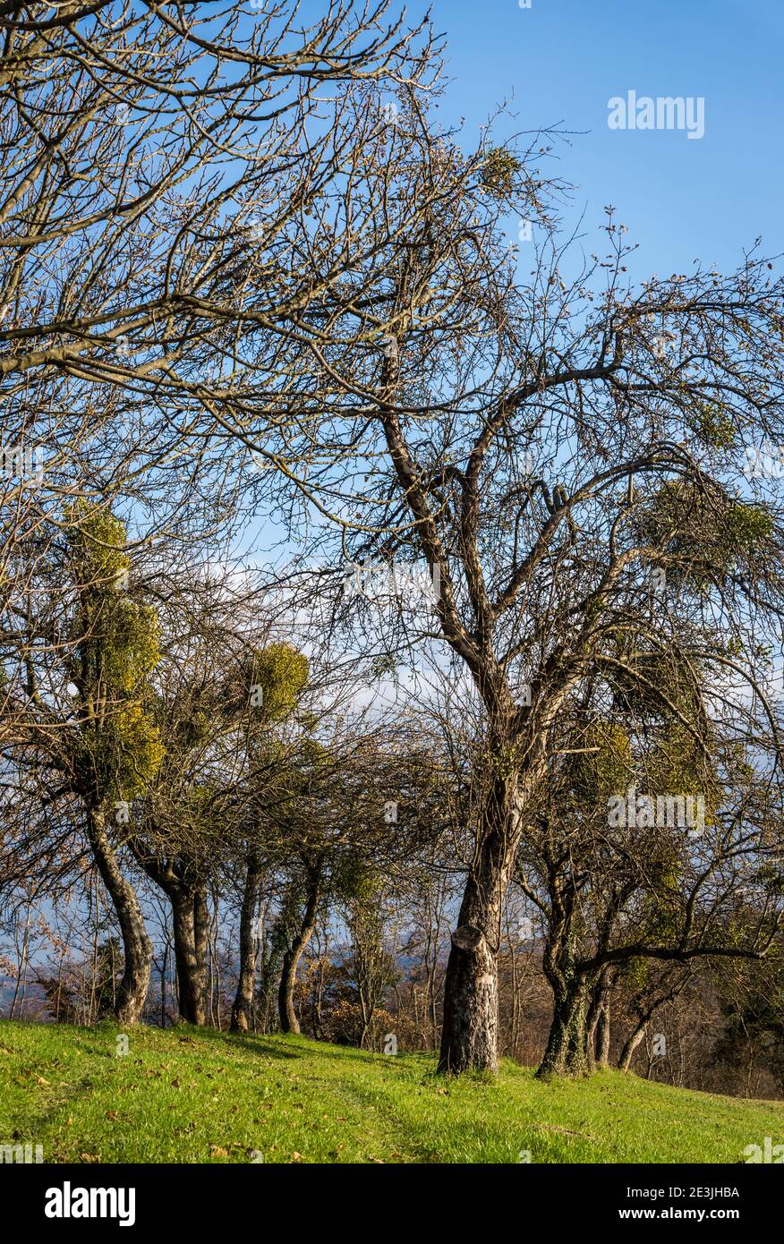 Una linea di vecchi alberi coperti con mistletoes, contea di Krapina, Zagorje, Croazia Foto Stock