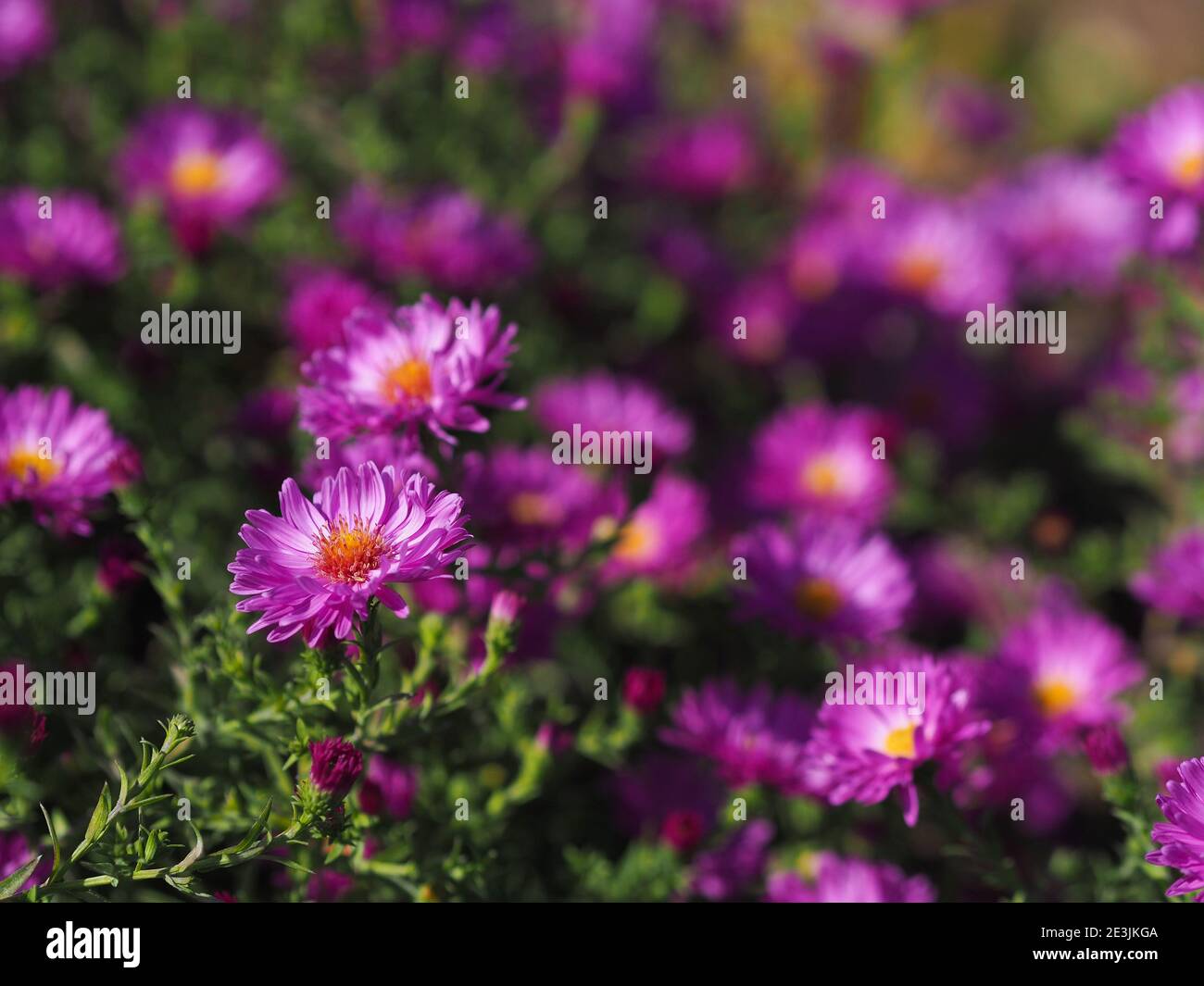 Bottoni di riso rosa in fiore su sfondo sfocato. Profondità di campo poco profonda Foto Stock