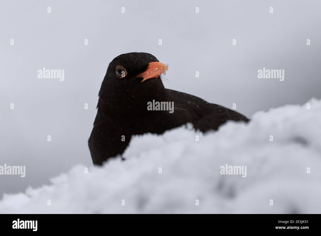 Bird (Turdus merula) nascondendosi dietro il mucchio di neve in una fredda giornata invernale Foto Stock