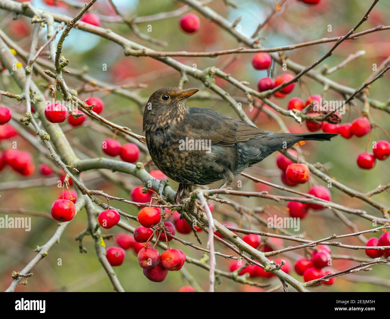 Blackbirds Turdus merula femmina alimentazione su mele granchio mature Norfolk Gennaio Foto Stock