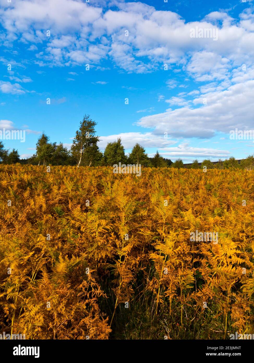 Paesaggio di ottobre a Beeley Moor vicino a Bakewell in the Peak District National Park Derbyshire Inghilterra Regno Unito Foto Stock