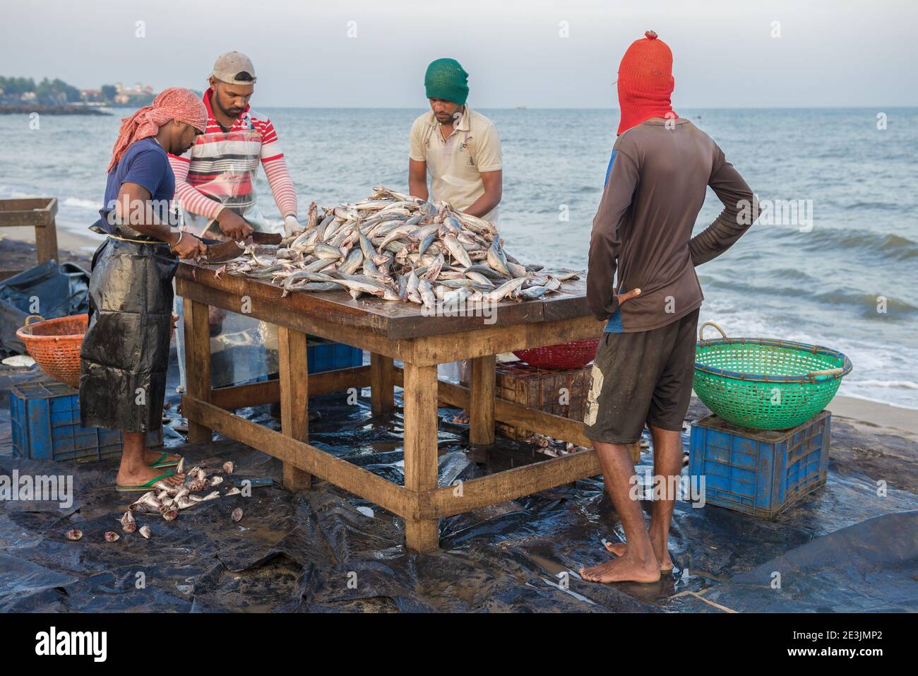 NEGOMBO, SRI LANKA - 03 FEBBRAIO 2020: I lavoratori che macellano pescato pesce sulla riva dell'oceano nella mattina presto. Mercato del pesce a Negombo Foto Stock
