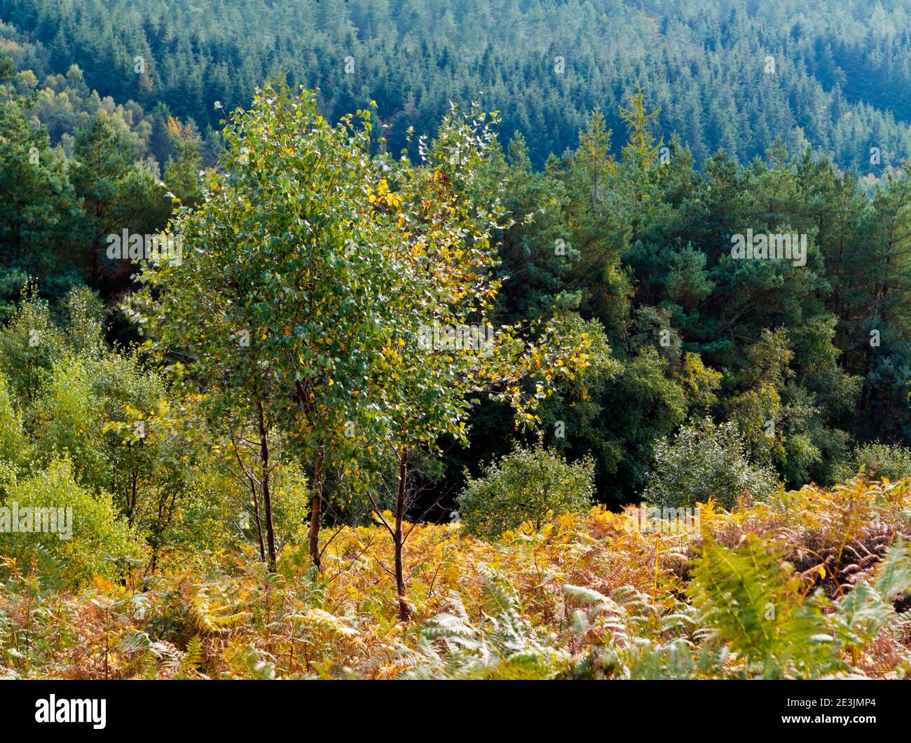 Alberi nel paesaggio di ottobre a Beeley Moor vicino a Bakewell in Il Peak District National Park Derbyshire Inghilterra Regno Unito Foto Stock