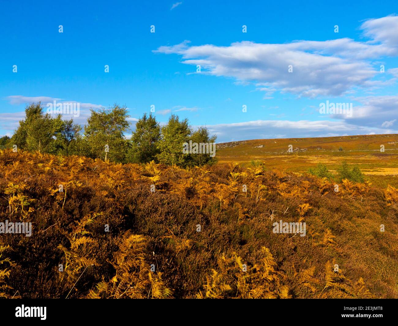 Paesaggio di ottobre a Beeley Moor vicino a Bakewell in the Peak District National Park Derbyshire Inghilterra Regno Unito Foto Stock