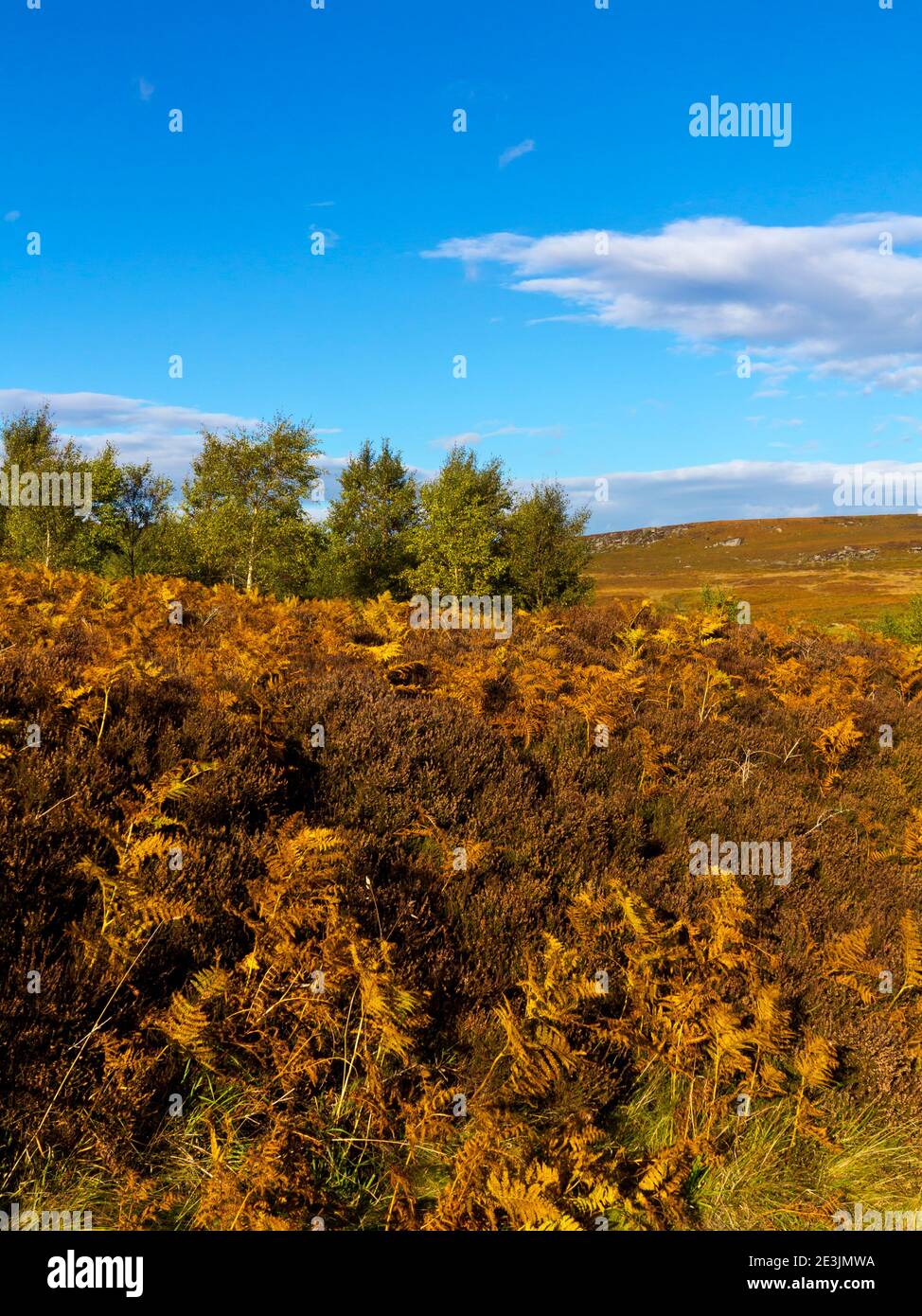 Paesaggio di ottobre a Beeley Moor vicino a Bakewell in the Peak District National Park Derbyshire Inghilterra Regno Unito Foto Stock