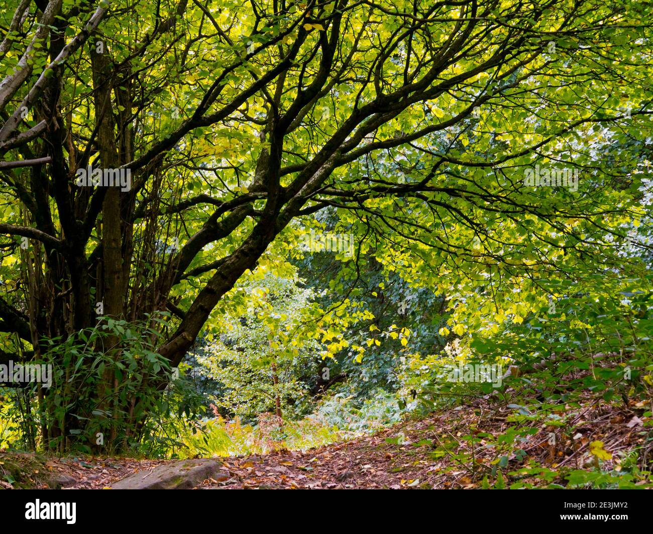 Sentiero attraverso gli alberi del primo autunno nella zona di Bow Wood An Di bosco vicino a Lea nel Derbyshire Peak District Inghilterra REGNO UNITO Foto Stock