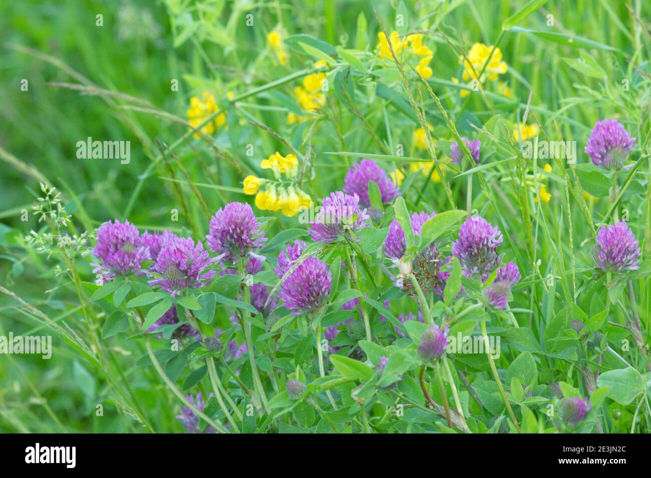 Trifoglio inglese, trifoglio rosso nella seconda metà dell'estate nei prati umidi del Nord Europa. Meadow comunità Foto Stock