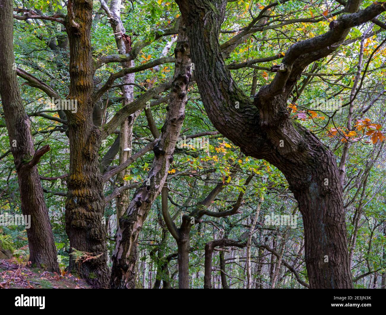 Alberi di inizio autunno in Bow Wood un'area di bosco Vicino a Lea nel Derbyshire Peak District Inghilterra Regno Unito Foto Stock