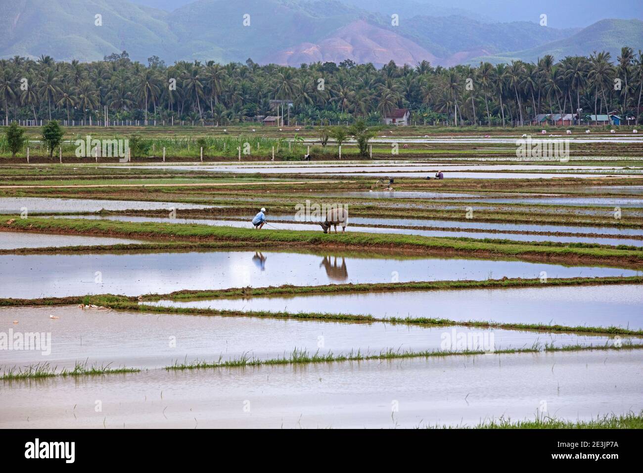 Risaie / risaie nella stagione umida intorno a Hoi An / Fai-Fo / Faifoo, provincia di Quảng Nam, Vietnam centrale Foto Stock