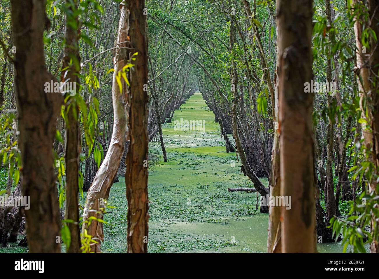 Canale in mangrovie allagate nella foresta di tra su Cajuput, Tinh Bien, una provincia di Giang, delta del Mekong, Vietnam Foto Stock