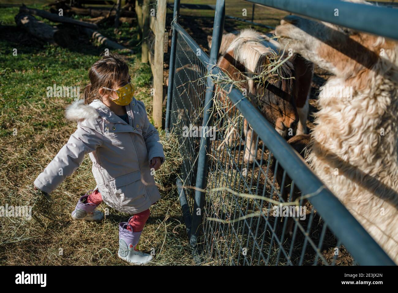 Giovane bambina che alimenta animali da fattoria pony e alpaca Foto Stock