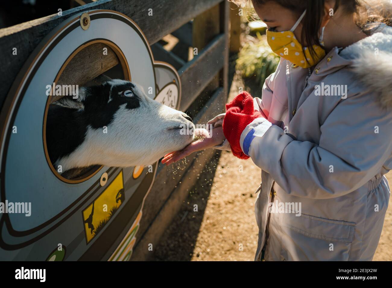 Giovane ragazza con maschera facciale che alimenta animali da fattoria vacca bambino Foto Stock