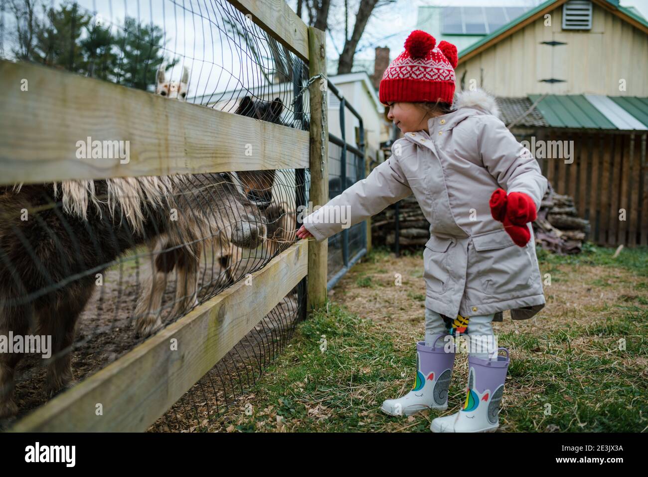 Giovane ragazza prescolare età alimentare pony e animali da fattoria Foto Stock