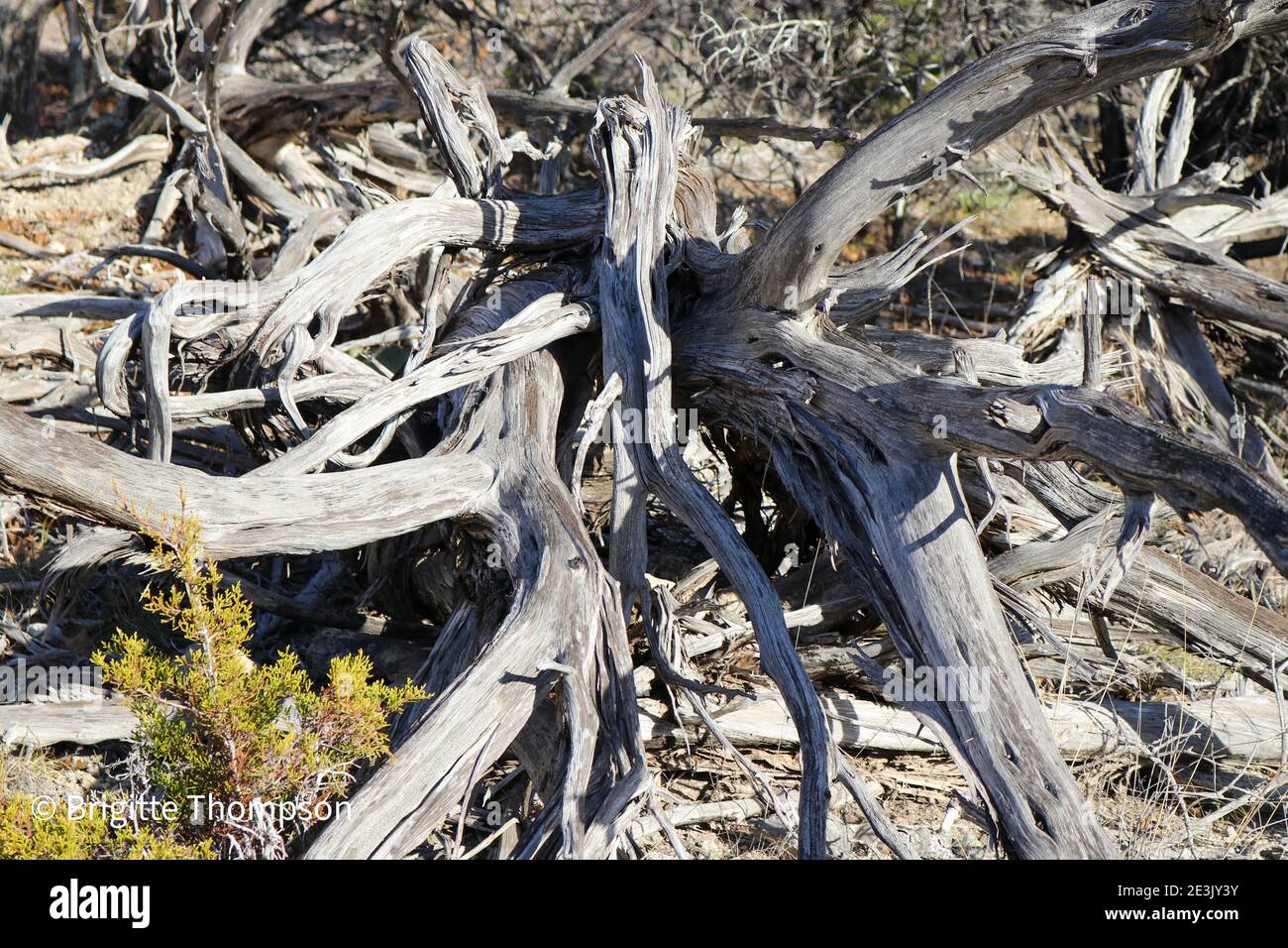 Albero pietrificato e log con belle forme e ombre Foto Stock