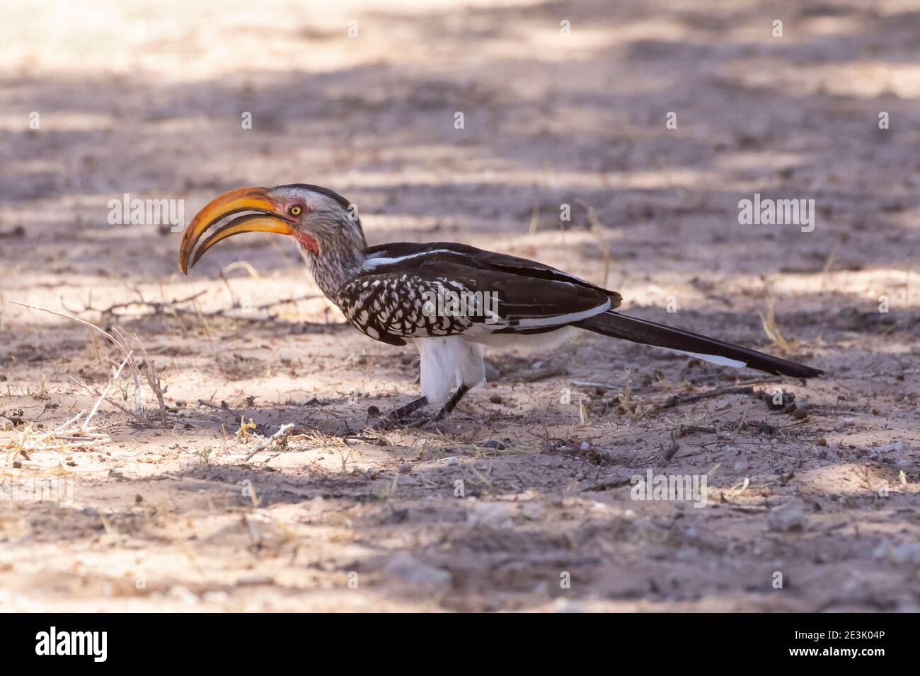 Southern Yellow-bil Hornbill (Tockus leucomelas) foraggio a terra, Kgalagadi Tranfrontiera Park, Kalahari, Capo Nord, Capo Sud Foto Stock
