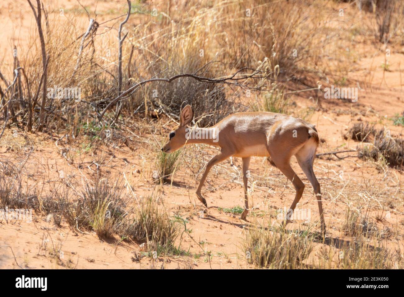 Steenbok (Raphicerus campestris) UNA piccola antilope nana, Kgalagadi Tranfrontiera Park, Kalahari, Capo del Nord, Sud Africa Foto Stock