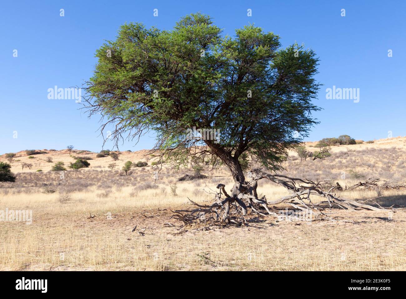 Albero di Thorn di cammello (Vachellia erioloba) precedentemente Acacia erioloba, con i suoi rami caduti tipici in un paesaggio di duna rossa Kalahari del Kgalagadi tra Foto Stock