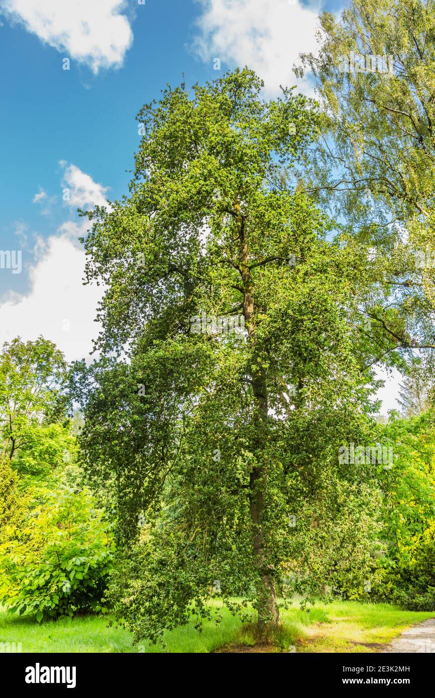 Solitaire quercia, Quercus robur Cristata, nel parco Foto Stock