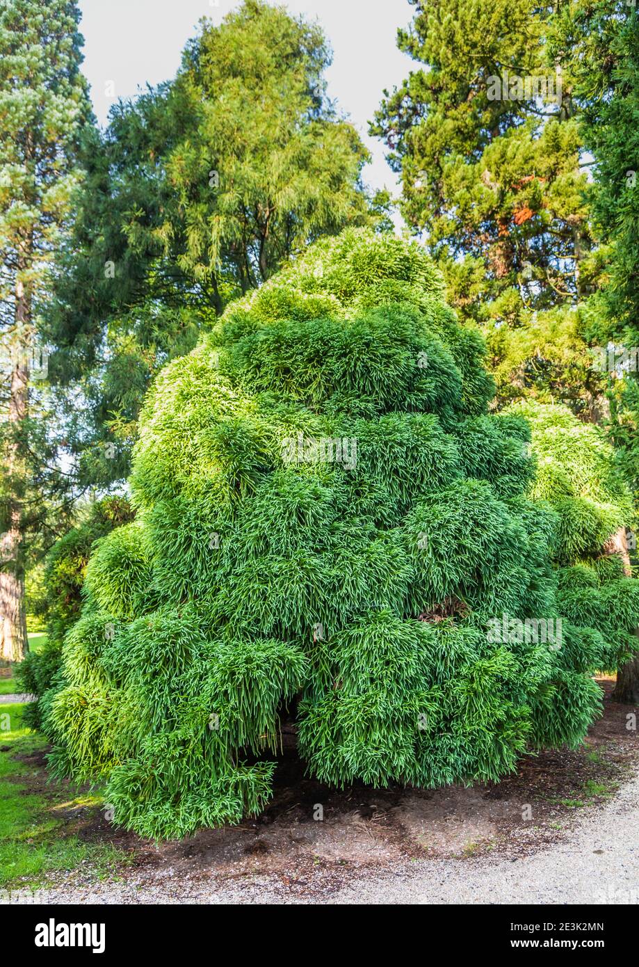 Solitario cedro giapponese, Cryptomeria japonica globosa, in un giardino Foto Stock