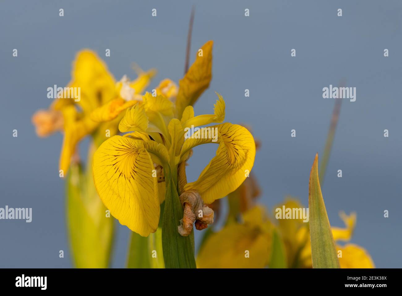 Bandiera gialla iris (iris pseudacorus) in fiore Foto Stock
