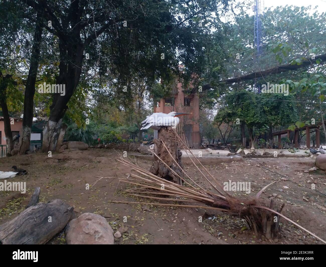 Pelican nello zoo di Islamabad Foto Stock