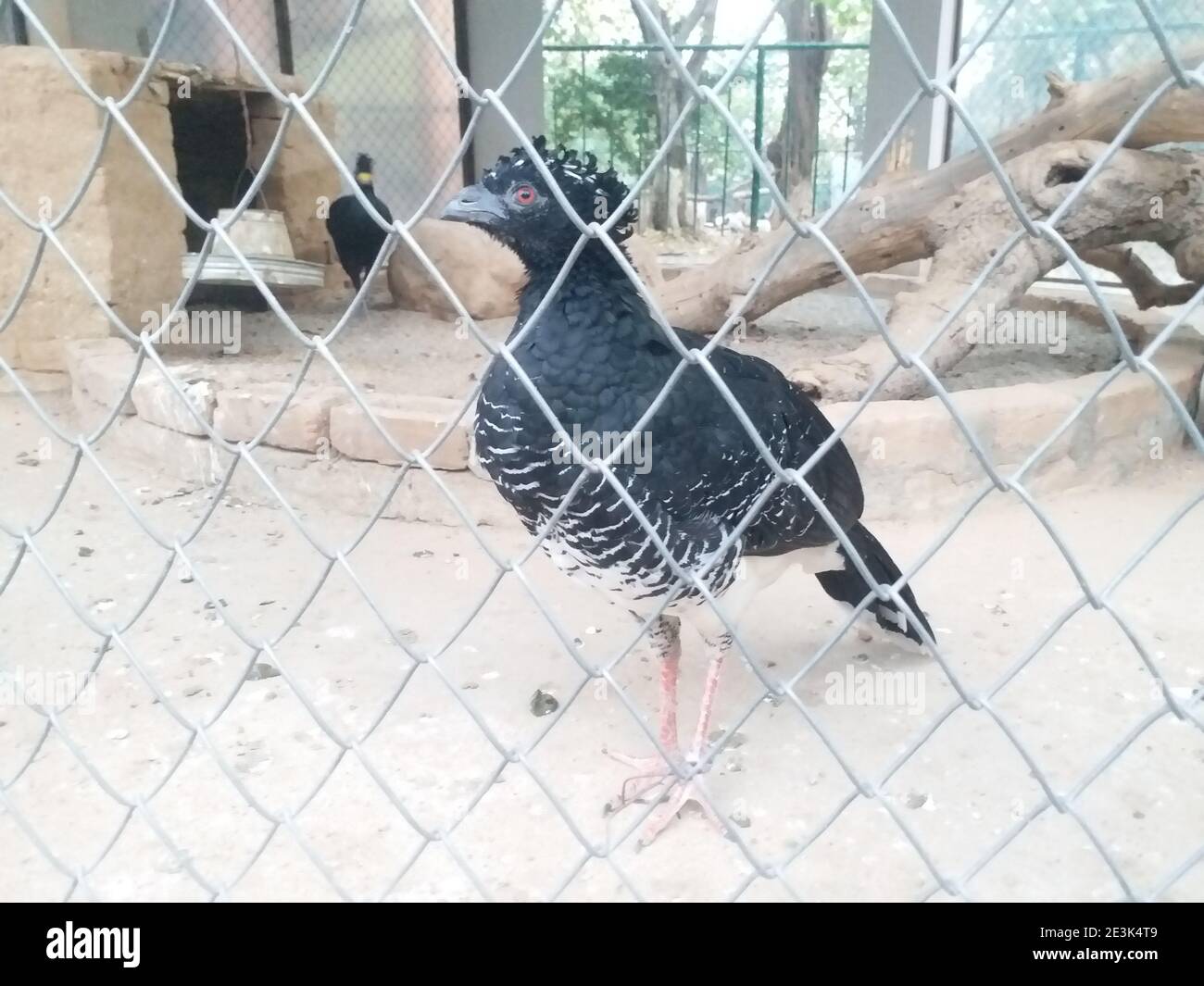 Black Bird Islamabad Quarry Foto Stock