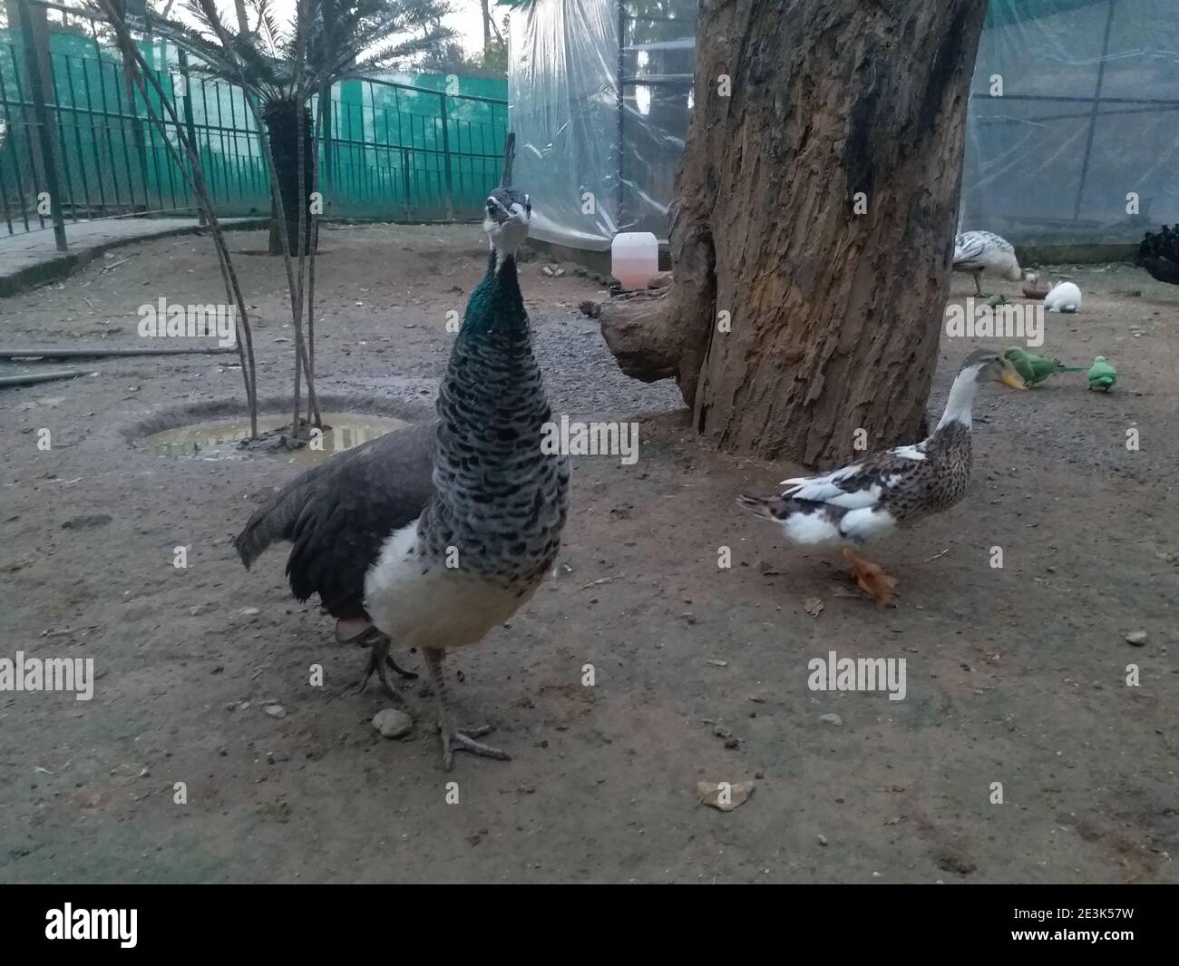 peahen femminile Foto Stock
