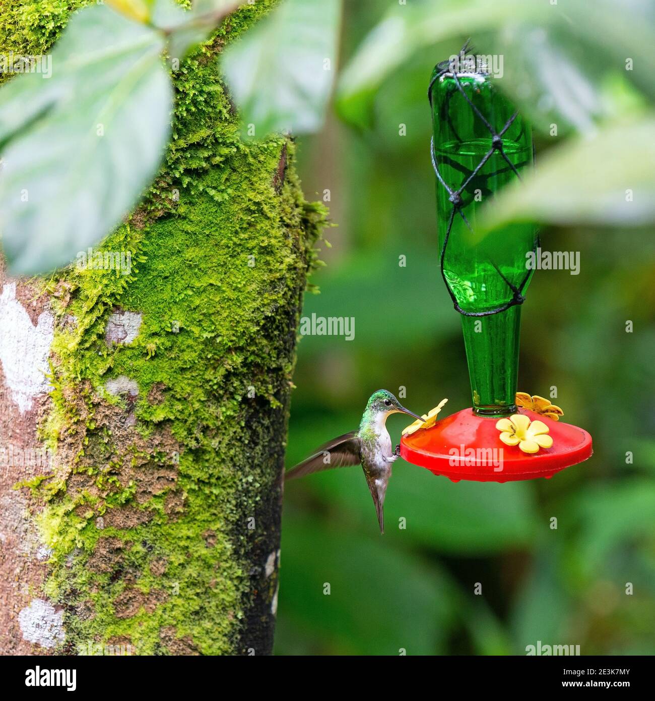Smeraldo andino (Amazilia franciae) presso un bevitore di colibrì, Mindo, Ecuador. Foto Stock